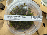 ADA 血紅宮廷 Rotala rotundifolia ‘Blood Red’ IC443